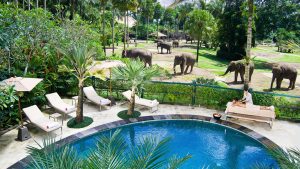 home-section2-elephantpark-mason-elephant-safari-park-and-lodge