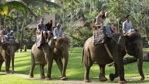 special-section3-jungleride-mason-elephant-safari-park-and-lodge